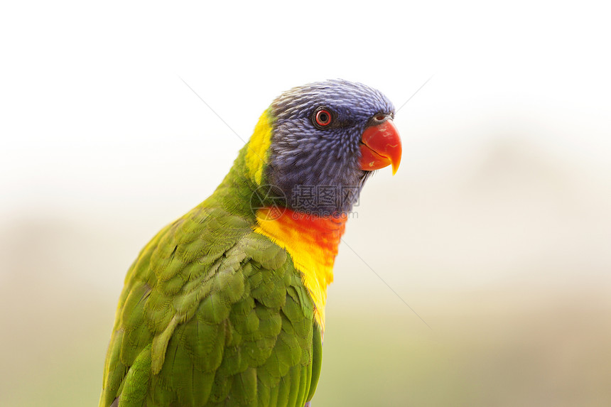 A 鹦鹉的配置文件鸟类紫色眼睛红色绿色黄色翅膀羽毛图片