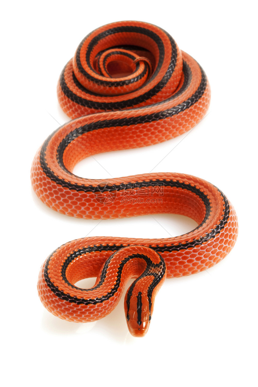 泰国竹竹子拉特斯纳克情调红色濒危捕食者竹鼠蛇动物学黑色野生动物物种条纹图片