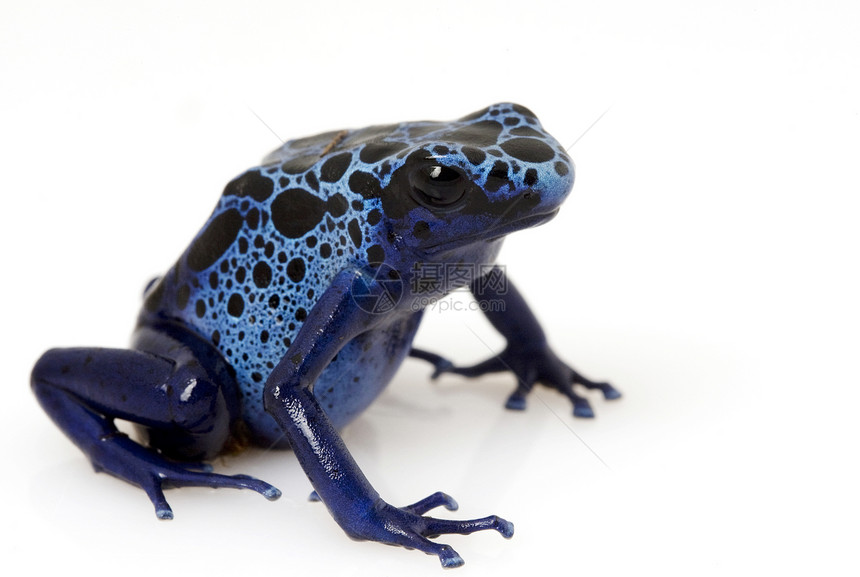 蓝毒箭青蛙宠物箭蛙两栖动物濒危野生动物物种黑色蓝色动物学图片