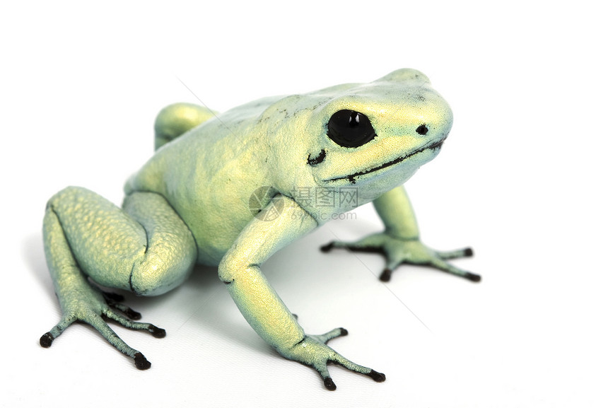 达特青蛙黑色物种飞镖濒危野生动物宠物动物学绿色生物学眼睛图片