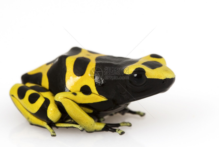 黄毒箭青蛙红绿花眼睛皮肤物种动物学遗传俘虏箭蛙动物园濒危青蛙图片
