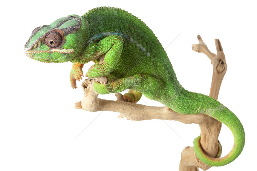 变色龙蜥蜴绿色动物学物种冷血野生动物濒危眼睛异国情调图片