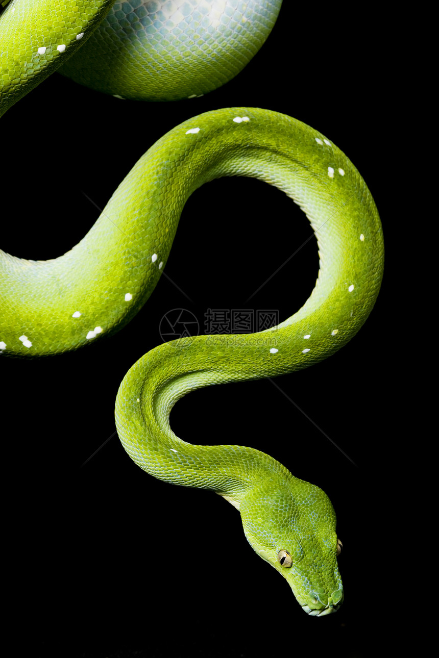 绿树平原生物学眼睛危险动物学曲线背景黄色爬虫学濒危宠物图片