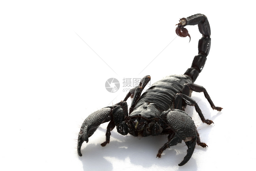 蝎子皇帝冷血危险濒危眼睛物种情调异国宠物动物学毒液图片