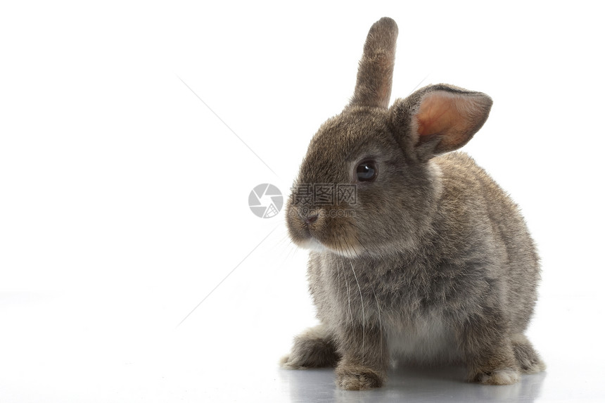 灰兔灰色宠物耳朵眼睛野兔哺乳动物兔子毛皮警觉图片