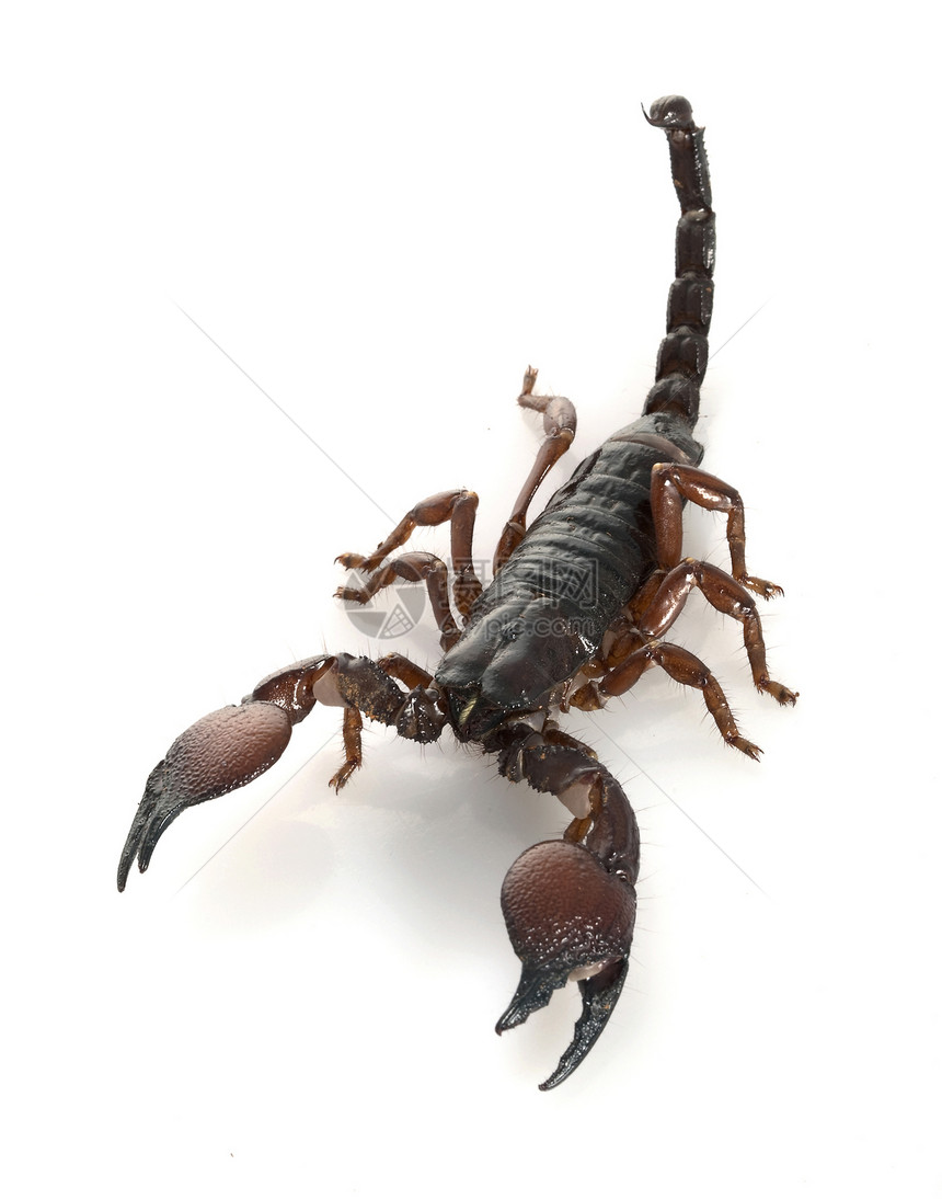 红爪蝎宠物冷血野生动物眼睛濒危物种毒液漏洞动物学危险图片