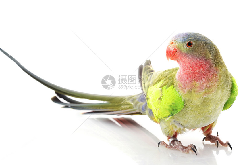 威尔士公主(Parakeet)图片