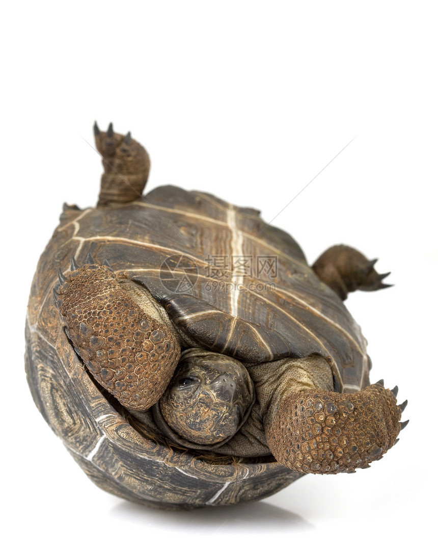 Aldabra 巨型乌龟图片
