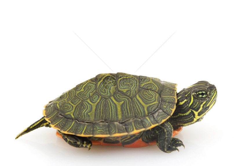 北部红腹海龟动物学濒危乌龟科学盔甲物种生物学宠物崎岖野生动物图片