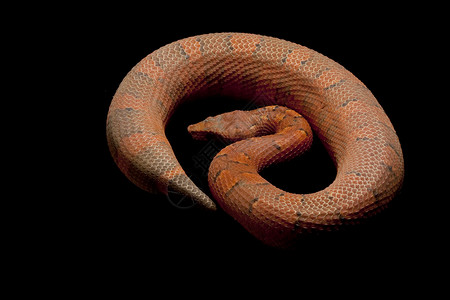 毒蛇情调捕食者红色少年蟒蛇濒危突变基因异国物种背景图片