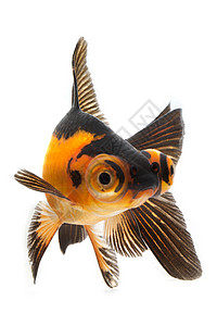 金鱼眼睛生活游泳宠物背景图片