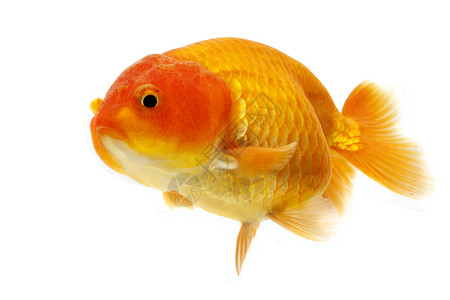 金鱼动物宠物家畜游泳橙子黄色红色背景图片