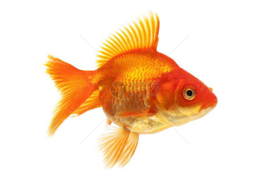 金鱼游泳橙子黄色红色宠物动物家畜图片