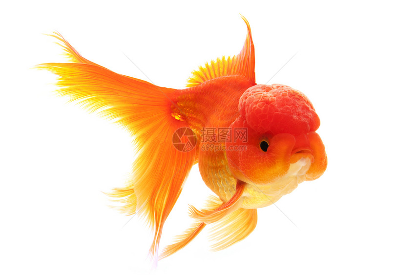 金鱼红色家畜黄色宠物橙子游泳动物图片