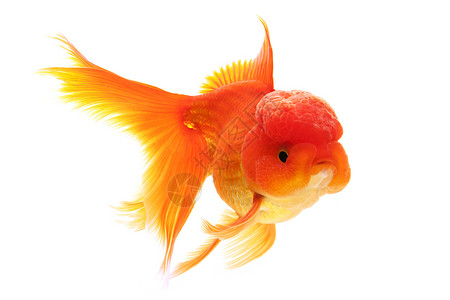 金鱼红色家畜黄色宠物橙子游泳动物高清图片