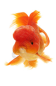 金鱼黄色红色游泳动物宠物家畜橙子背景图片