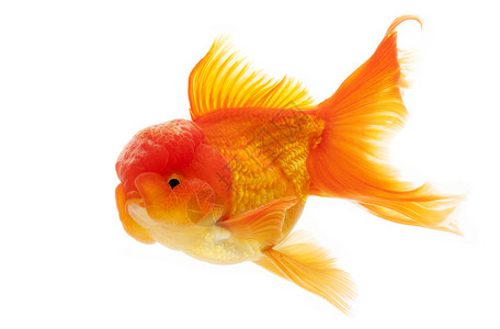 金鱼宠物动物游泳家畜红色黄色橙子背景图片