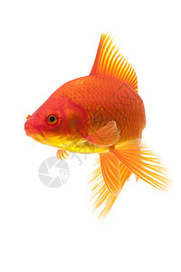 红金鱼橙子动物家畜宠物黄色红色游泳背景图片