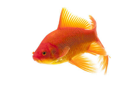 红金鱼红色家畜橙子动物游泳黄色宠物背景图片