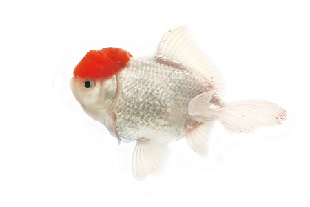 红金鱼和白金鱼宠物动物金鱼红色白色家畜游泳背景图片