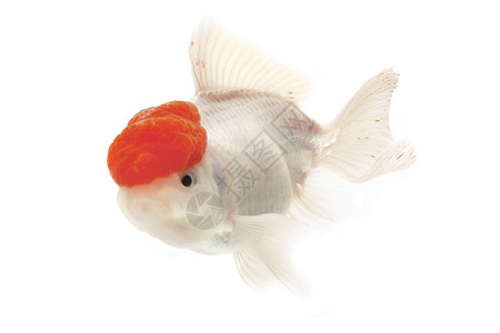 红金鱼和白金鱼游泳宠物动物白色红色家畜金鱼背景图片