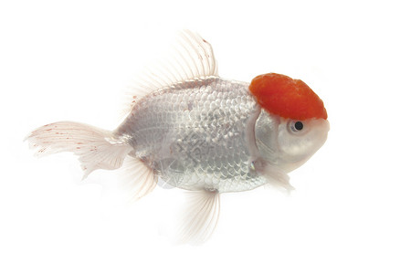 红金鱼和白金鱼宠物红色动物游泳家畜金鱼白色背景图片
