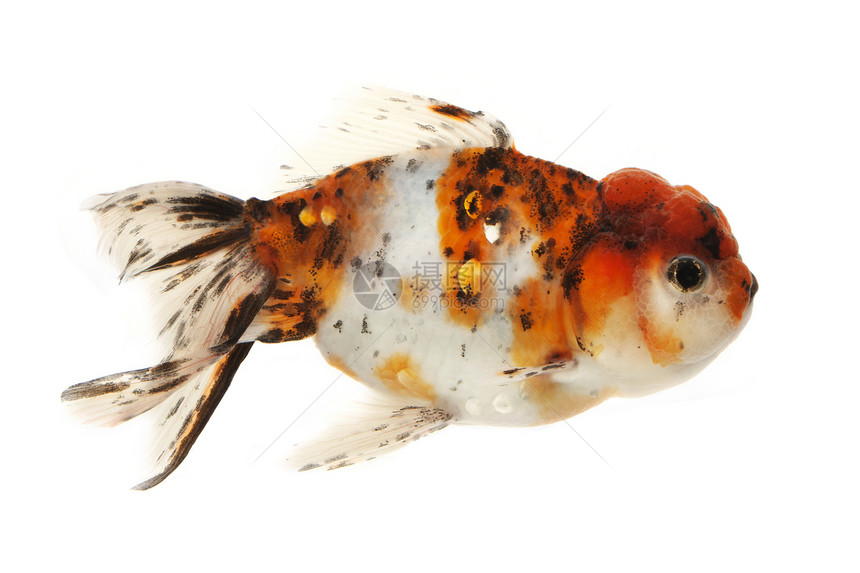 迷人的金鱼游泳白色红色黄色动物家畜橙子黑色宠物图片