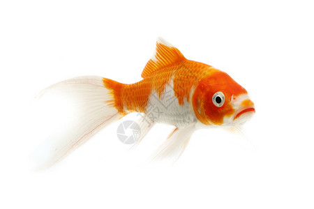 红鱼和白甲鱼游泳金鱼锦鲤家畜橙子白色鲤鱼动物红色宠物背景图片