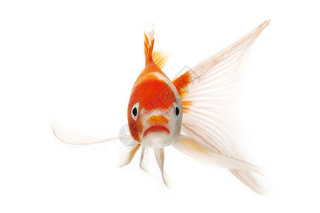 红鱼和白甲鱼锦鲤动物游泳宠物白色橙子金鱼鲤鱼红色家畜背景图片