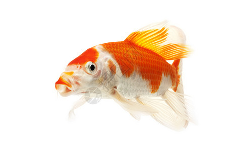 红鱼和白甲鱼白色宠物家畜鲤鱼红色动物橙子金鱼游泳锦鲤背景图片