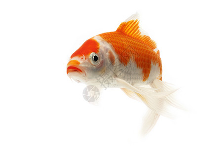 红鱼和白甲鱼鲤鱼红色橙子动物家畜白色宠物游泳锦鲤金鱼背景图片