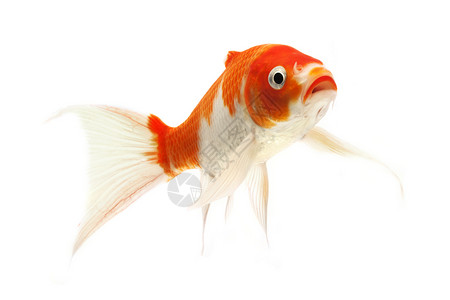 红鱼和白甲鱼动物橙子红色家畜金鱼宠物游泳白色鲤鱼锦鲤背景图片