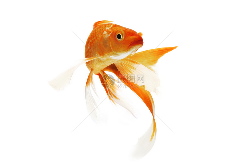 金甲鱼宠物动物红色橙子家畜金鱼游泳锦鲤鲤鱼图片