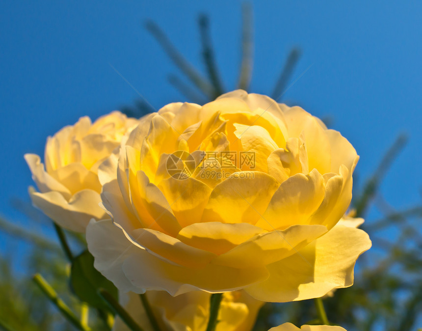 美丽的黄玫瑰的树枝图片