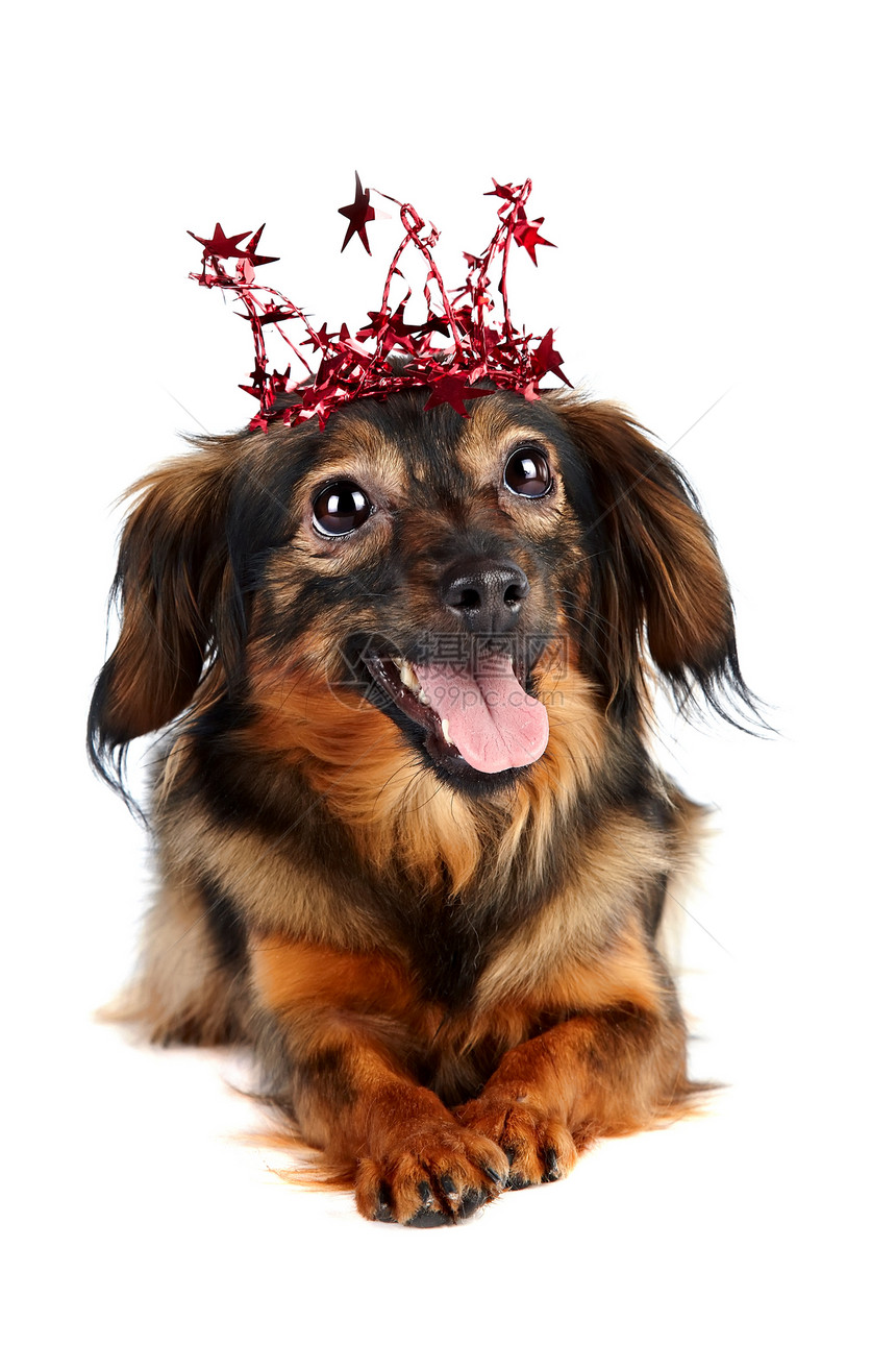 带着星星的皇冠装饰狗犬类贵宾脊椎动物棕色小狗朋友好奇心乐趣快乐毛皮图片