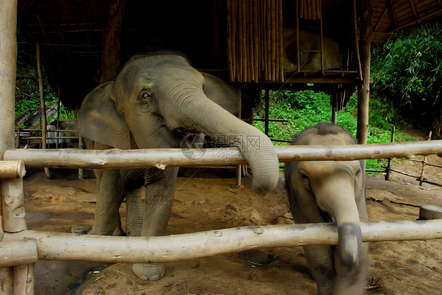 泰国大象农村公园旅游旅行野生动物树干环境哺乳动物姿势母亲图片
