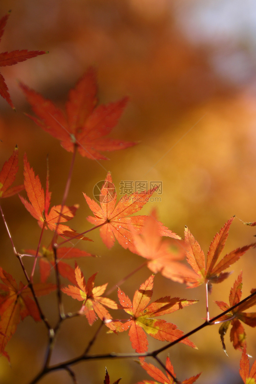 树叶季节红色植物群公园季节性橙子叶子环境图片