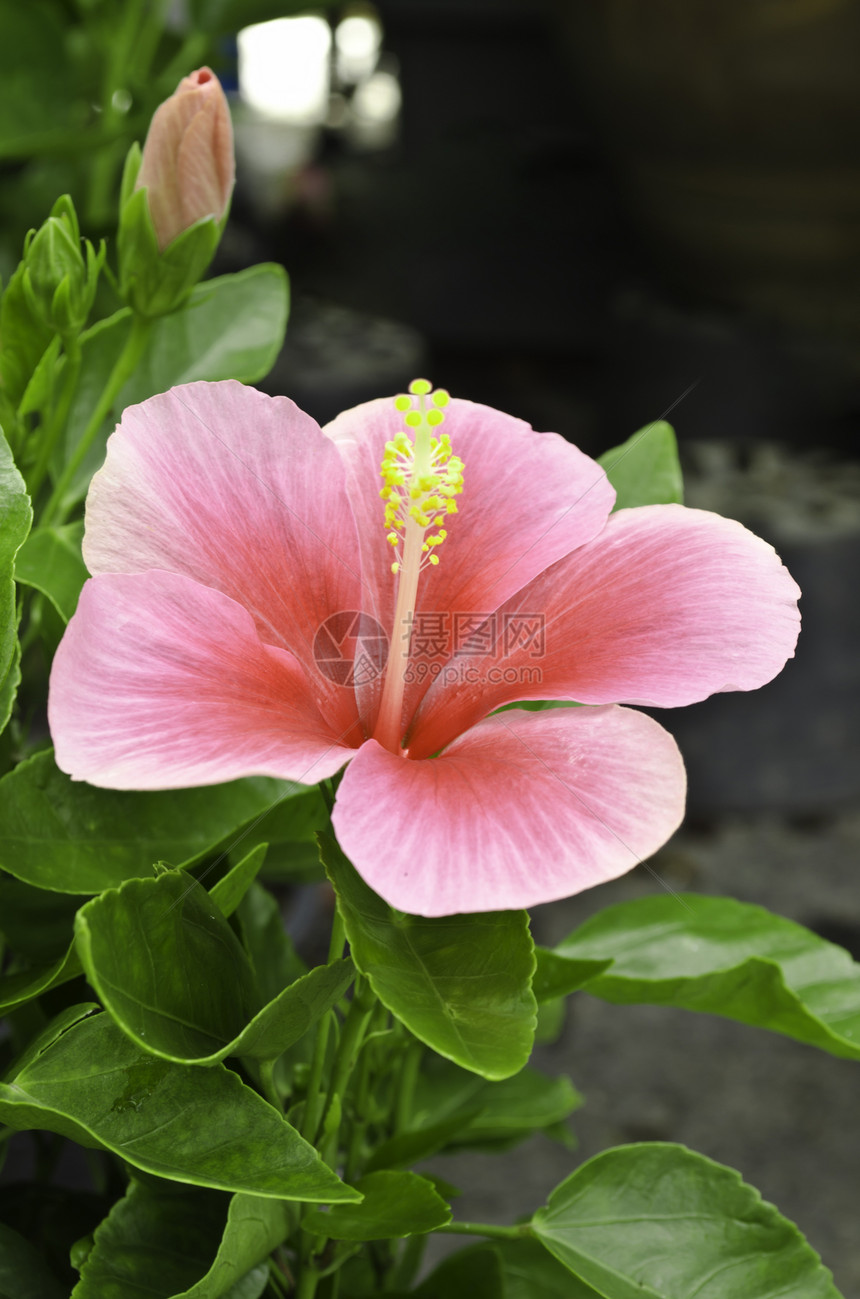 粉红希比斯克花朵生长草本植物热带木槿背景植物卫生美丽异国情调图片