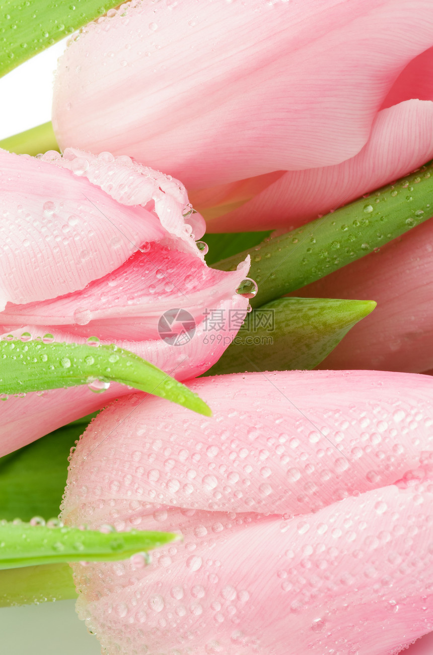 粉色郁金花白色花头自然柔软度郁金香叶子绿色飞沫生长花瓣图片
