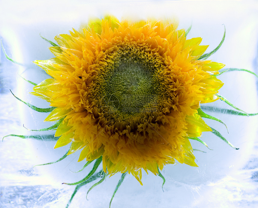 冰中的向日葵蓝色水平气泡茶点宏观太阳折射冷藏植物黄色图片