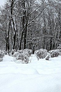 冬令雪中冬季公园季节风景卡片孤独寒意雪景荒野雪堆场地情绪背景