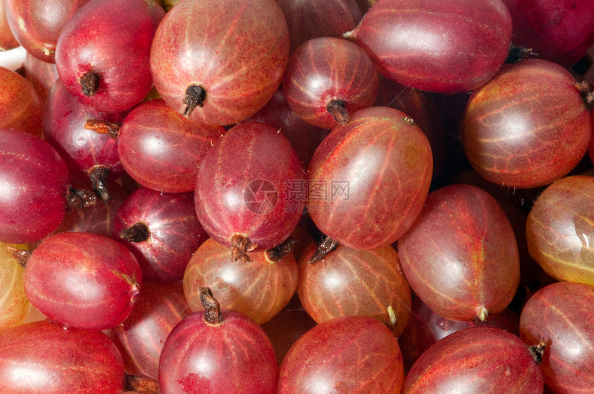 鹅莓营养白色收成水果产品甜点食物醋栗红色饮食图片