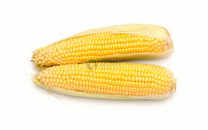 白色背景的新鲜玉米食物棒子耳朵金子版税团体内核营养场地麦田图片