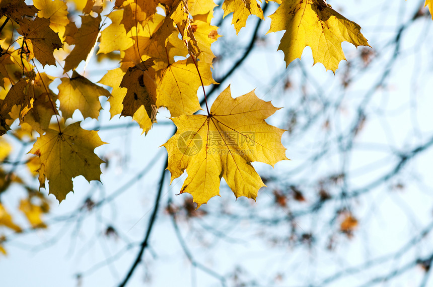 秋天森林树枝上的黄叶叶图片