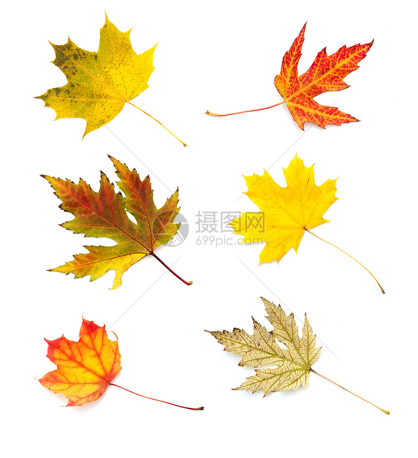 秋叶收藏在白背景上与世隔绝活力拼贴画公园金子季节植物季节性树木衬套条纹图片