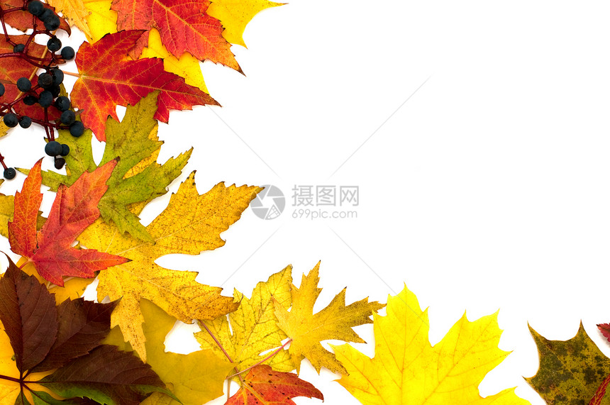 美丽的秋叶拼贴画森林公园木头植物橙子季节植物群框架衬套图片