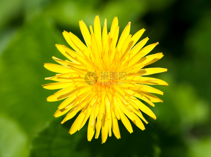 紧闭单黄色花朵美丽植物宏观绿色草本植物生长草本药品花瓣图片