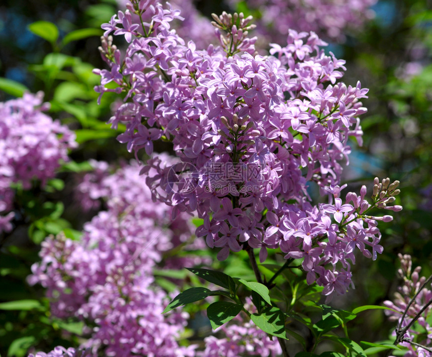 五月一日开花的紫色树丛芳香植物学树叶季节植物群花园灌木花瓣衬套香味图片