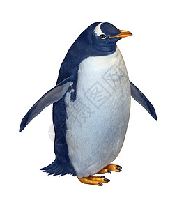 孤立的企鹅背景图片