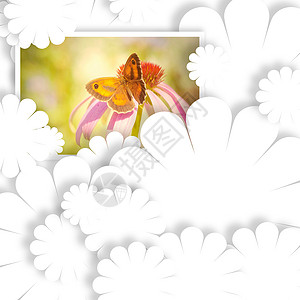 空白卡和蝴蝶照片背景图片